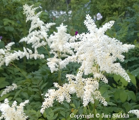 Astilbe Arendsii-Ryhm 'Brautschleier'